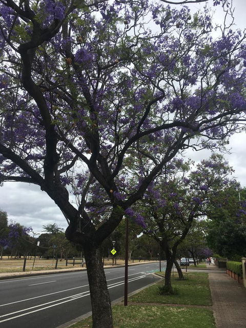 Adelaide Style Accommodation-Close To City-North Adelaide-3 Bdrm- FREE Parking - Accommodation Main Beach 34