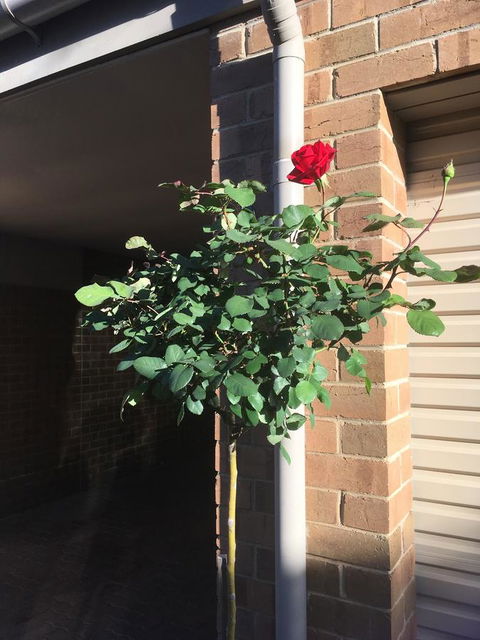 Adelaide Style Accommodation-Close To City-North Adelaide-3 Bdrm- FREE Parking - Accommodation Main Beach 21