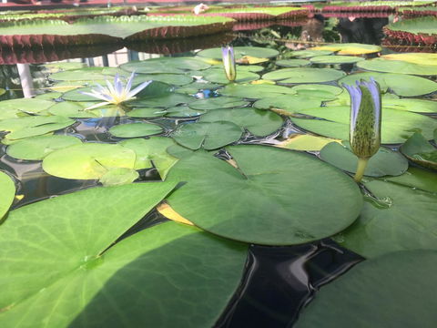 Adelaide Style Accommodation-Close To City-North Adelaide-3 Bdrm- FREE Parking - Accommodation Main Beach 41