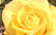 Wine And Roses Bed And Breakfast - thumb 41