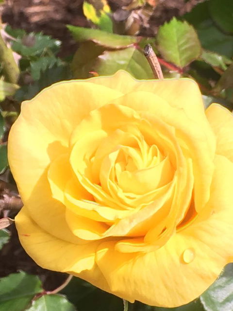 Wine And Roses Bed And Breakfast - Accommodation Main Beach 41