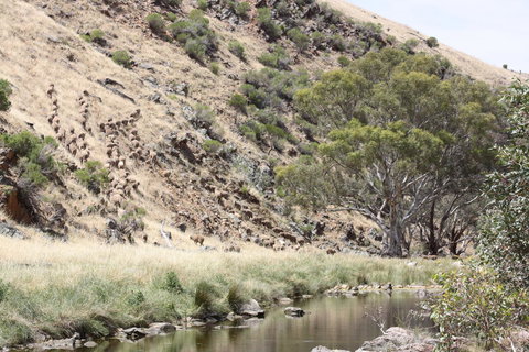 Rabbiters Hut - Accommodation Main Beach 29