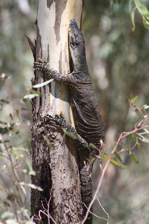 Rabbiters Hut - Accommodation Main Beach 30