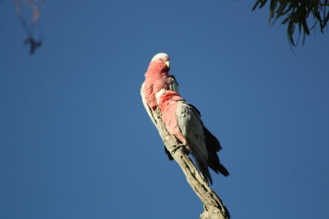 Rabbiters Hut - Accommodation Main Beach 27