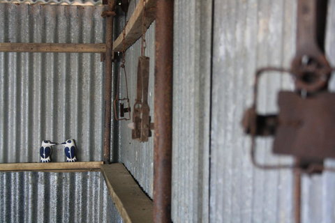 Rabbiters Hut - Accommodation Main Beach 11