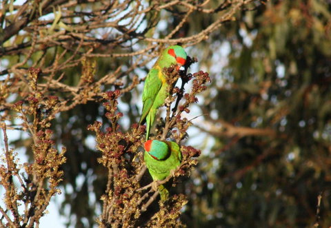 Rabbiters Hut - Accommodation Main Beach 32