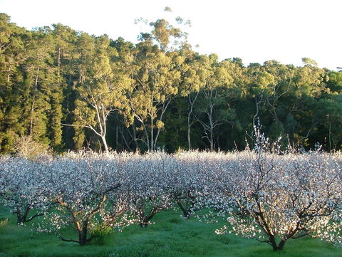 Taralee Orchards - Accommodation Main Beach 5