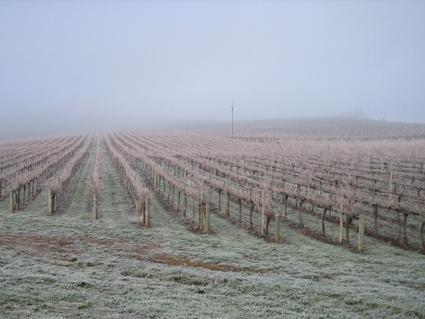 Vineyard Cottage BnB - Accommodation Main Beach 12