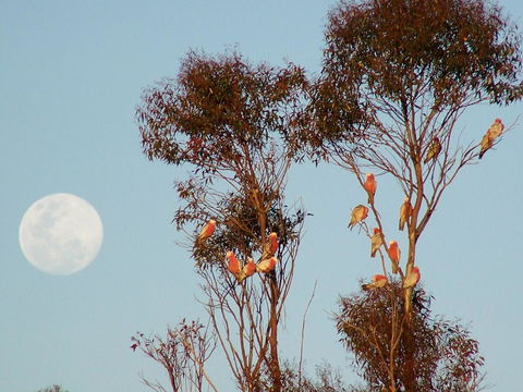 Burra Motor Inn - Accommodation Main Beach 28