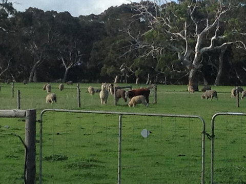 Breakaway Farmstay - Accommodation Main Beach 6