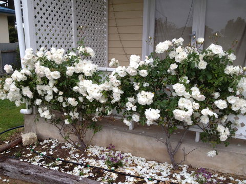 Railway Cottage In Beachport - Accommodation Main Beach 12