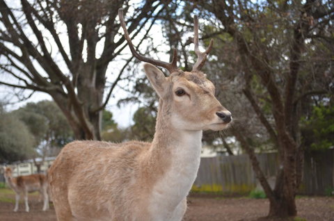 Deer Park Motor Inn Armidale - Accommodation Main Beach 22
