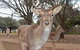 Deer Park Motor Inn Armidale - thumb 23