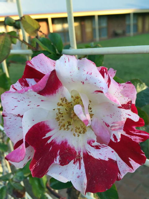 Coonawarra Place Motor Inn - Accommodation Main Beach 4