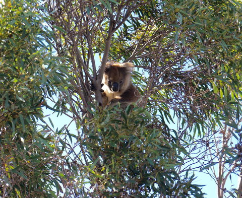 The Cape - Accommodation Main Beach 5