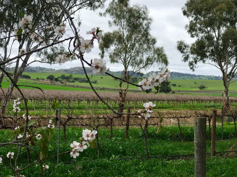 Jasmine\'s Barossa Valley Cottage - Accommodation Main Beach 20