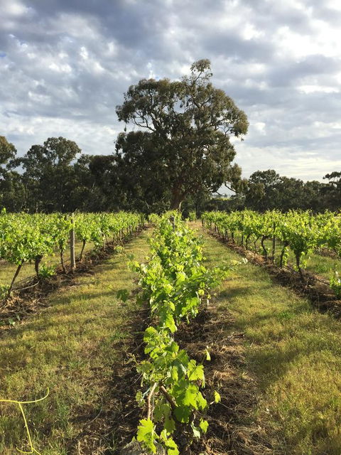 The Winemakers - Accommodation Main Beach 2