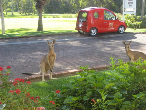 Aston Motel Yamba - Accommodation Main Beach 6