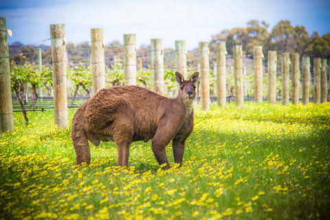 The Roozen Residence - Accommodation Main Beach 29