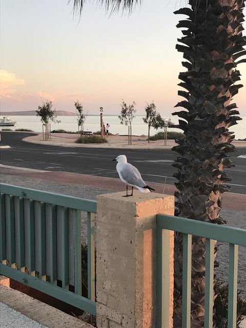 Shark Bay Seafront Apartments - Accommodation Main Beach 0