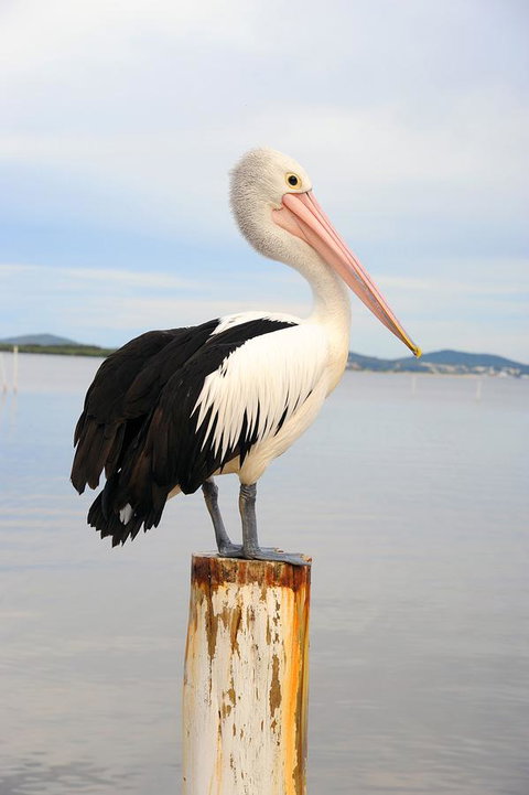 Hotel Nelson - Accommodation Main Beach 29