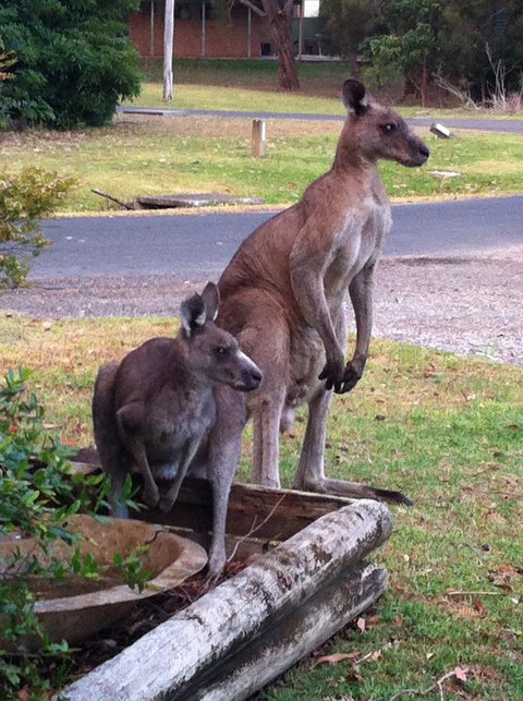 Jetz Bungalow - Accommodation Main Beach 13