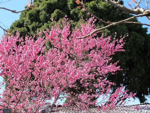 Apple Tree Cottage - Accommodation Main Beach 31