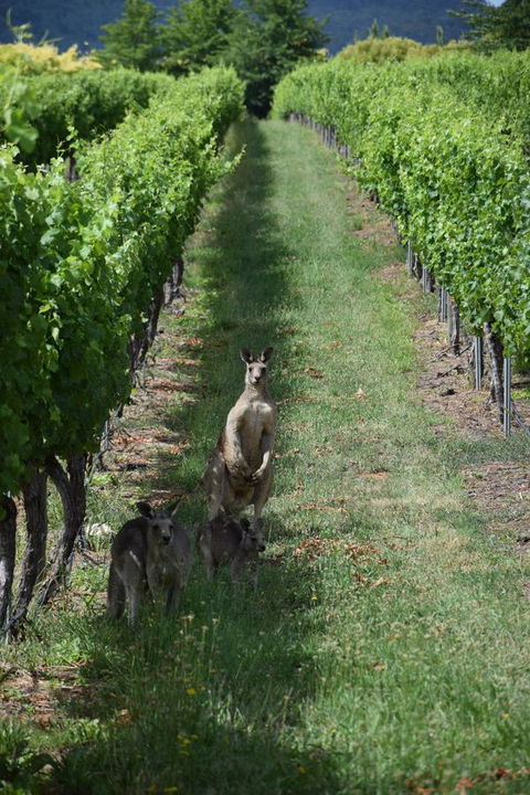 Borrodell Vineyard - Accommodation Main Beach 31