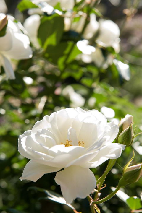 Ironstone Estate Lovedale - Accommodation Main Beach 40