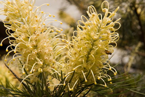 Ironstone Estate Lovedale - Accommodation Main Beach 36