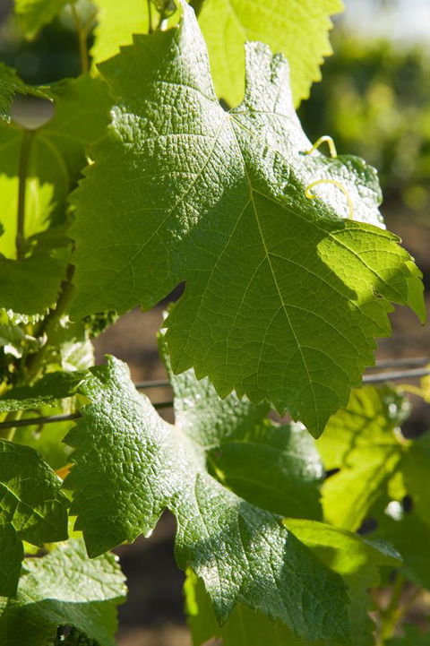 Ironstone Estate Lovedale - Accommodation Main Beach 35