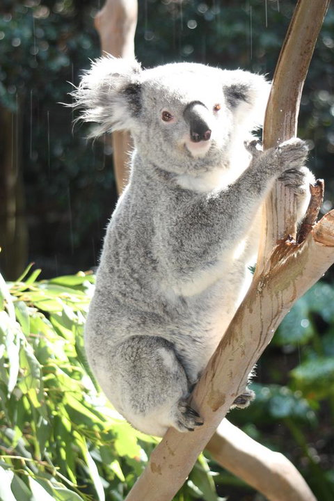 Ambience - Accommodation Main Beach 27