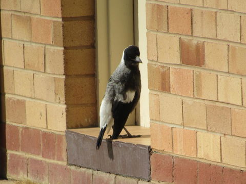 Allonville Gardens Motel - Accommodation Main Beach 34