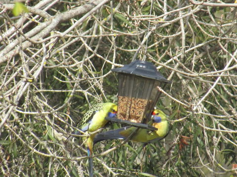 Allonville Gardens Motel - Accommodation Main Beach 36