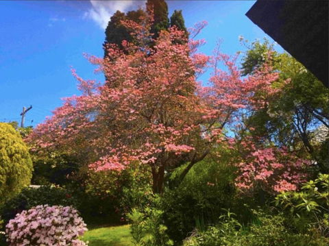 Dangal Gardens - Accommodation Main Beach 27