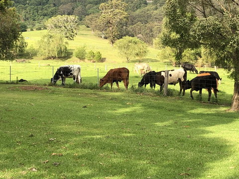 Arcadia - The Barn Cottage & Rosehill Cottage - Accommodation Main Beach 26