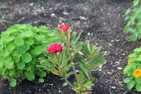Red Waratah - Accommodation Main Beach 12