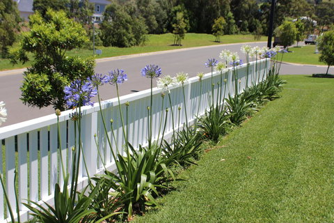 Red Waratah - Accommodation Main Beach 2