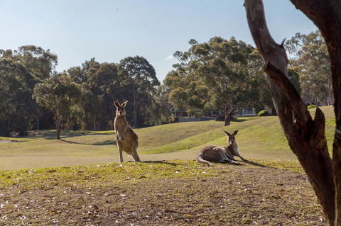 Horizons Retreat & Golf, Villa 133 - Accommodation Main Beach 18