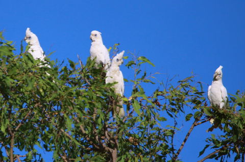 Aurora Kakadu Lodge - Accommodation Main Beach 9