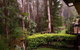 Buderim Forest Hideaway - thumb 2