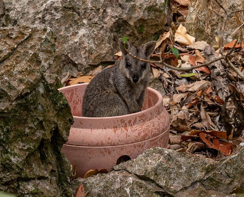 Capricorn Caves - Accommodation Main Beach 2