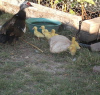 Corella Creek Country Farm Stay - Accommodation Main Beach