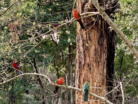 Emerald Star Cottages - Accommodation Main Beach 1