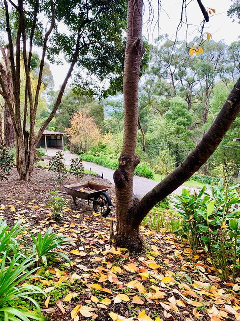 Emerald Star Cottages - Accommodation Main Beach 3