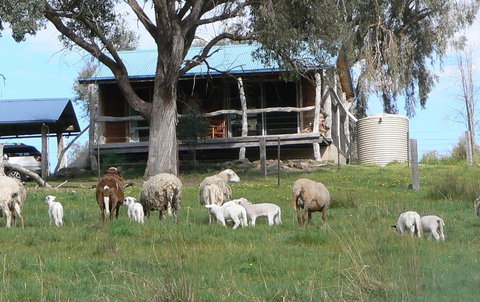 Gaddleen Grove Cottages - Accommodation Main Beach 0