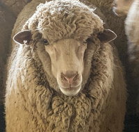 Mascot Cottage - Pet Friendly and Complimentary Breakfast Hamper - Accommodation Main Beach