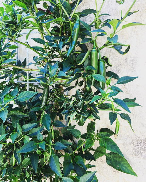 BeachHideaway@Scarborough - Accommodation Main Beach 9