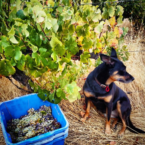 Hotham Ridge Estate - Accommodation Main Beach 33