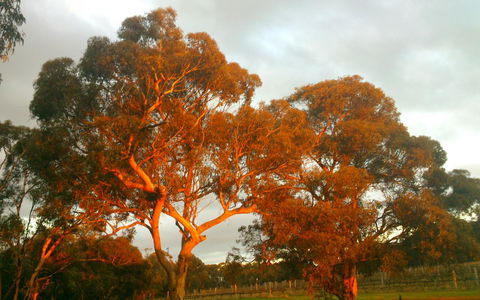 Hotham Ridge Estate - Accommodation Main Beach 35